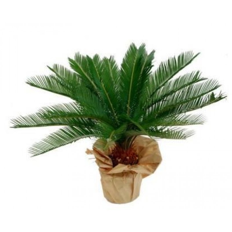 Cycas revoluta 17